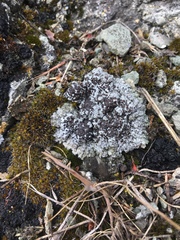 Lobothallia alphoplaca