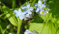 Anasimyia anausis