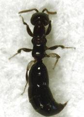 Sclerodermus niveifemur