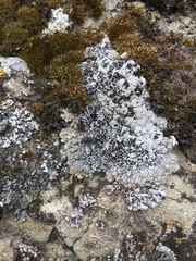 Lobothallia alphoplaca