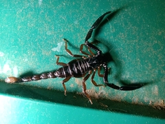 Chactas vanbenedenii