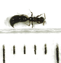 Sclerodermus niveifemur