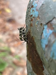 Chlorophorus reductus