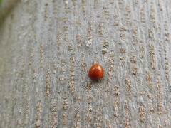 Chilocorus circumdatus