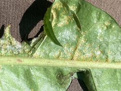 Puccinia taraxaci