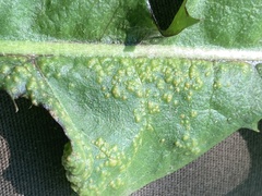Puccinia taraxaci