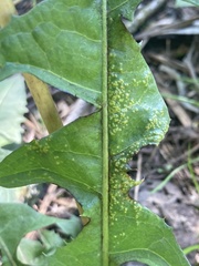 Puccinia taraxaci