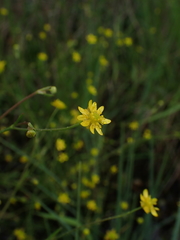 Ranunculus laxicaulis