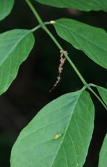 Puccinia sparganioidis