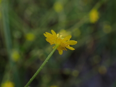 Ranunculus laxicaulis