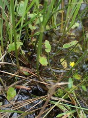 Ranunculus laxicaulis