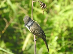 Myiarchus ferox