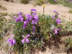 Penstemon hallii