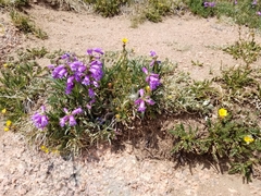 Penstemon hallii