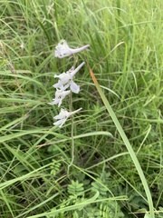 Delphinium carolinianum virescens