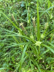Carex grayi