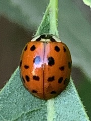 Harmonia axyridis