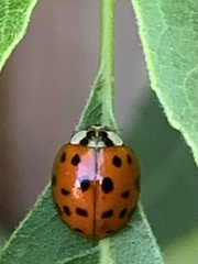 Harmonia axyridis