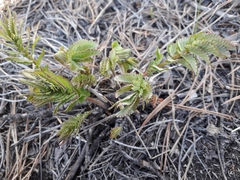 Sanguisorba officinalis