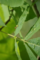 Phylloxera caryaeglobuli