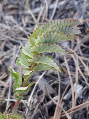 Sanguisorba officinalis