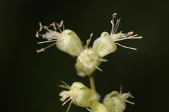 Petiveriaceae