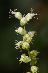 Petiveriaceae