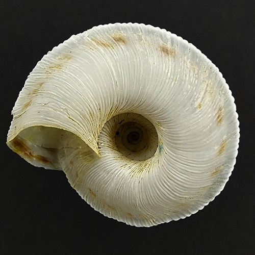 Alabama Disc