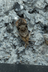 Tebenna gnaphaliella