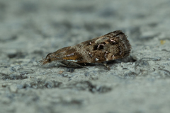 Tebenna gnaphaliella