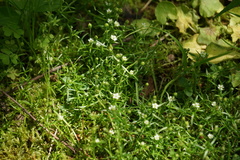 Sagina japonica