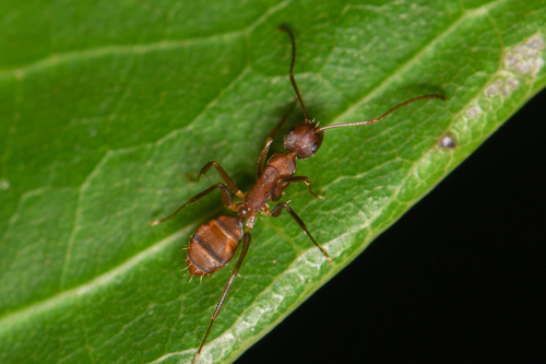 Camponotus juliaeCamponotus juliae