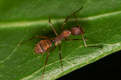 Camponotus juliae