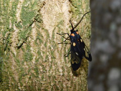 Trypanophora semihyalina