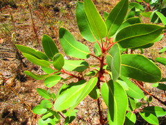 Arbutus tessellata