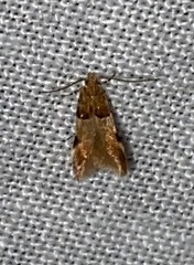 Theisoa constrictella