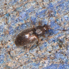 Corticarina truncatella