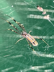 Trichonephila clavipes image