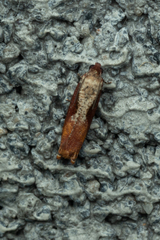 Episimus tyrius