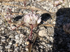 Allium tribracteatum