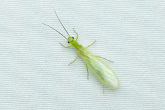 Alloperlini