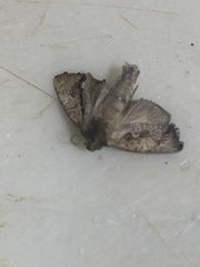 Acrolophus walsinghami