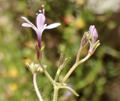 Allophyllum divaricatum