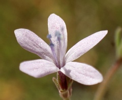 Allophyllum divaricatum