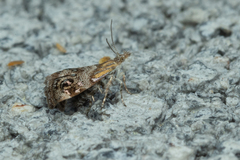 Tebenna gnaphaliella