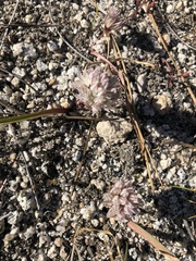 Allium tribracteatum