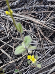 Draba nemorosa