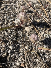 Allium tribracteatum
