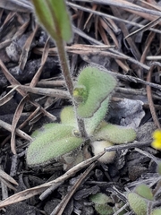 Draba nemorosa