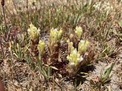 Castilleja ambigua
